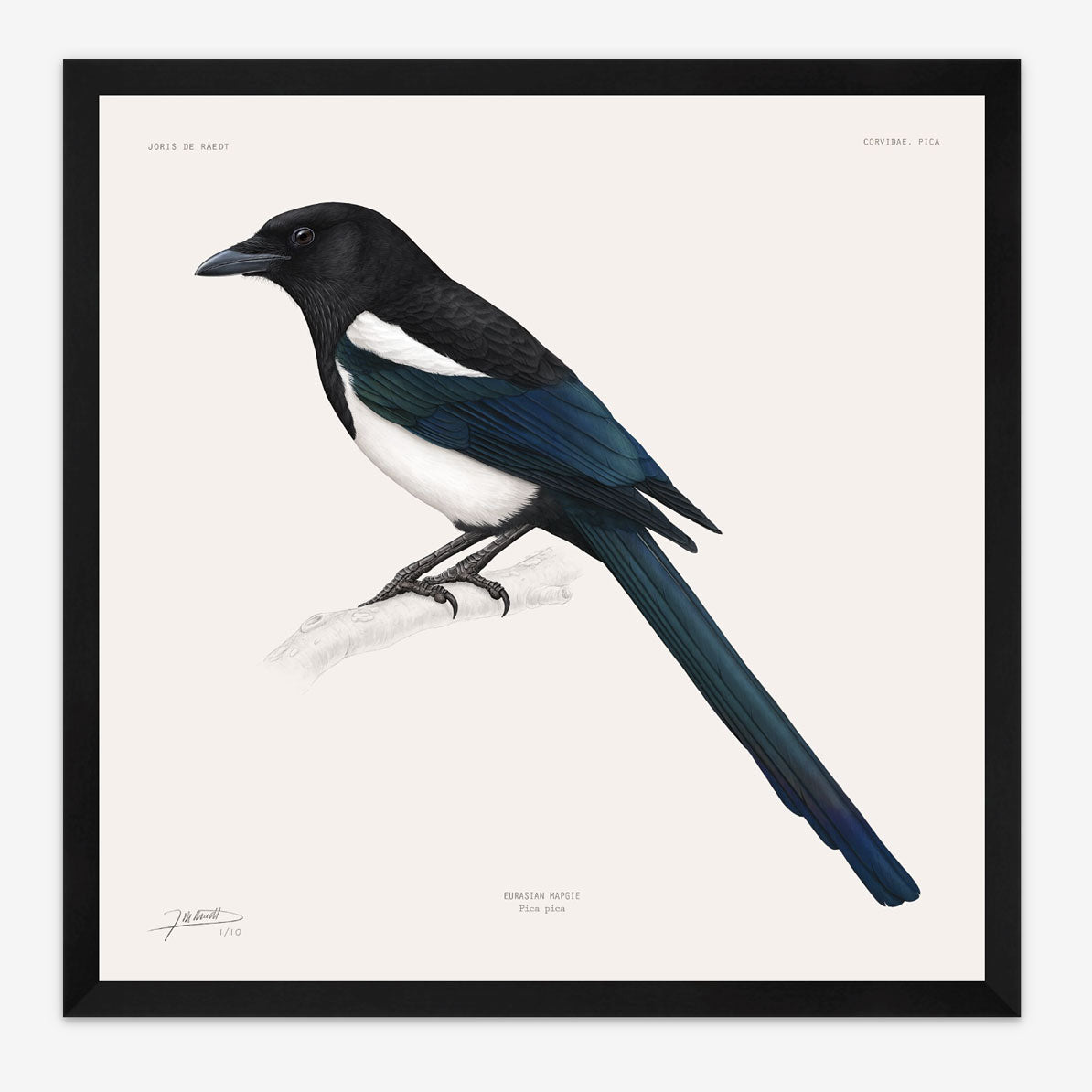Eurasian Magpie