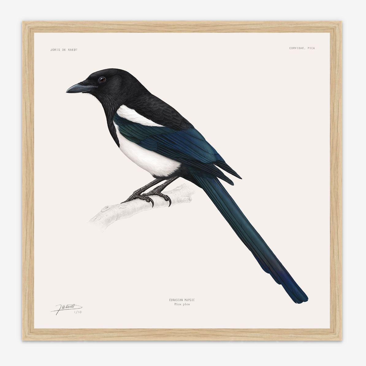 Eurasian Magpie