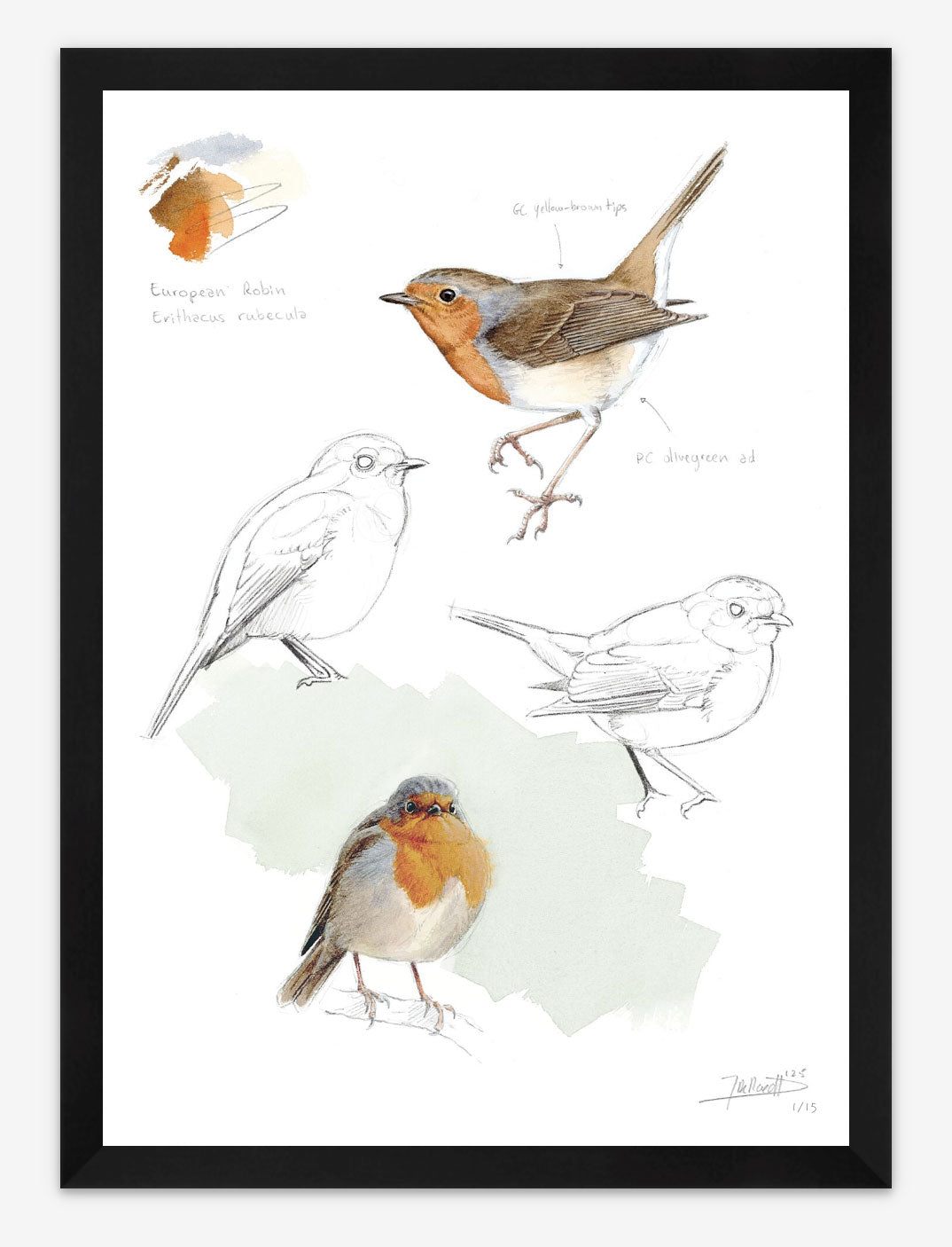 European Robin