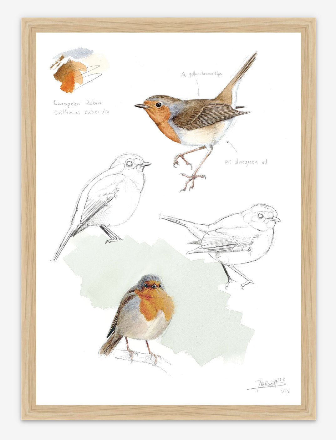 European Robin