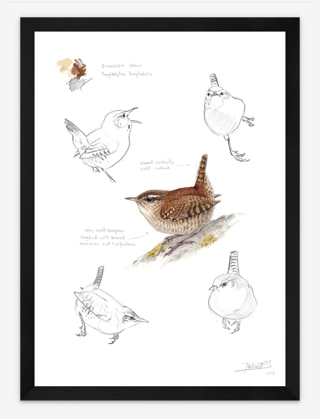 Eurasian Wren
