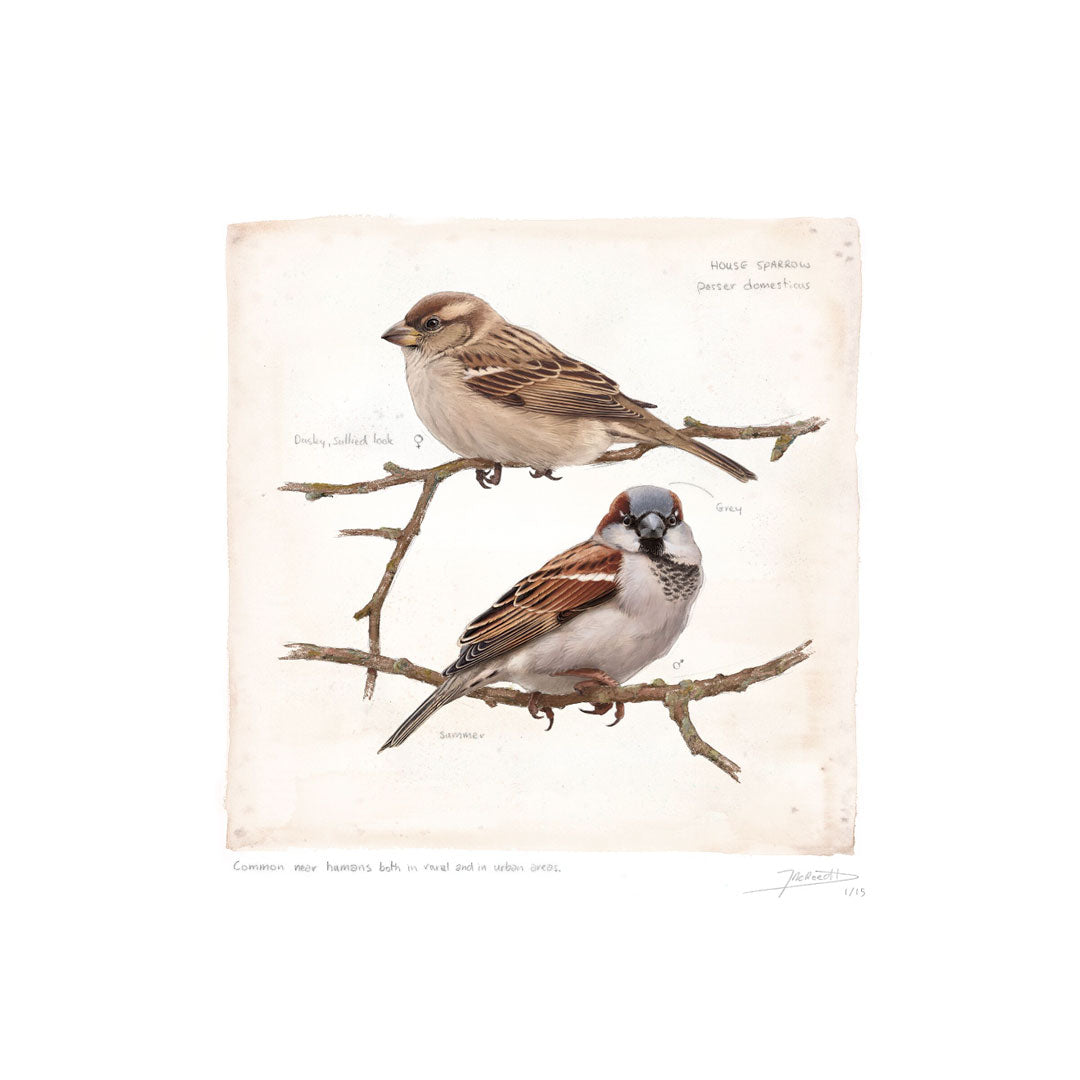 House Sparrow