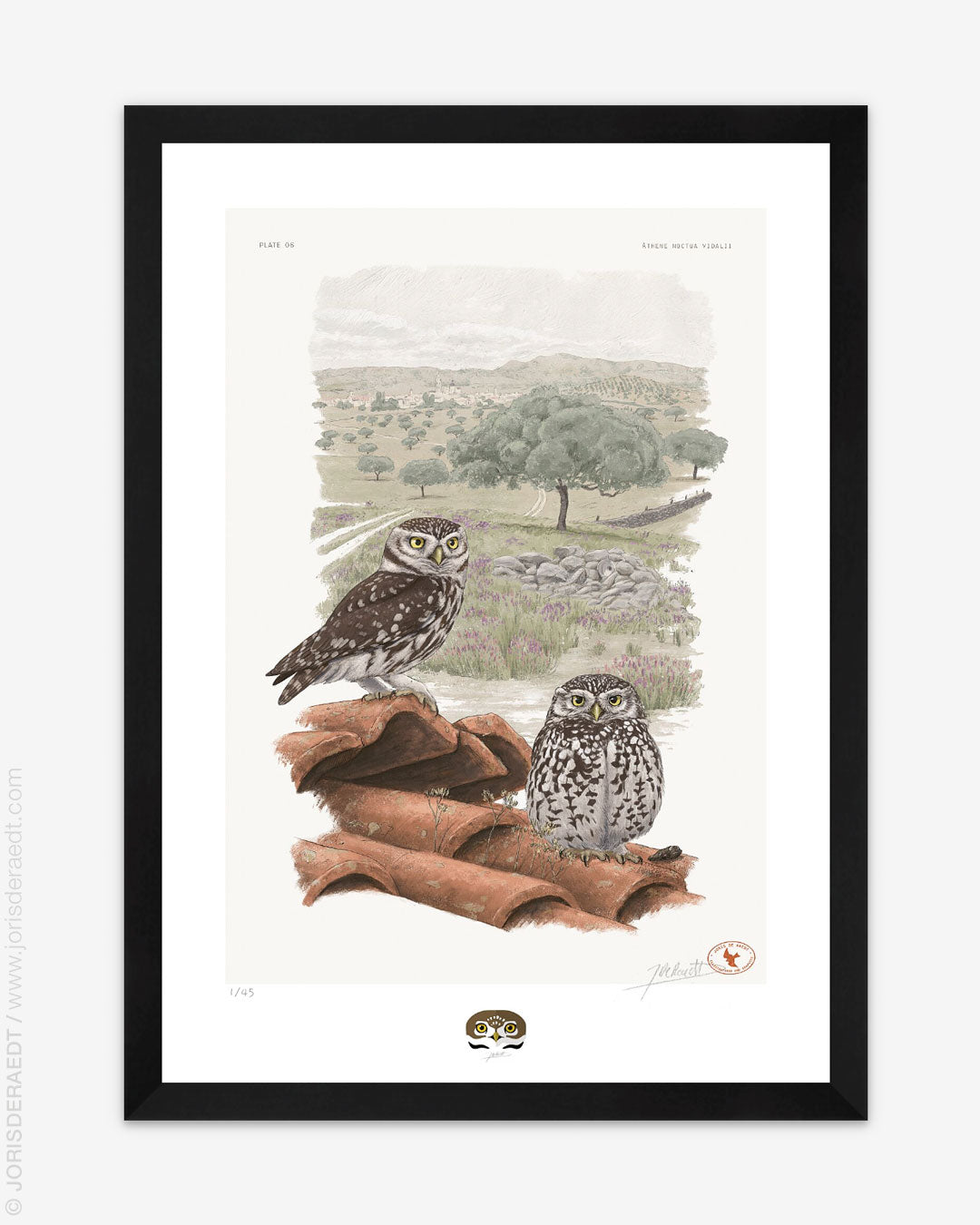 Athene noctua vidalii