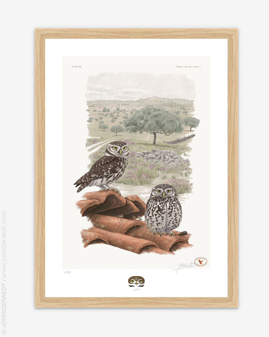 Athene noctua vidalii