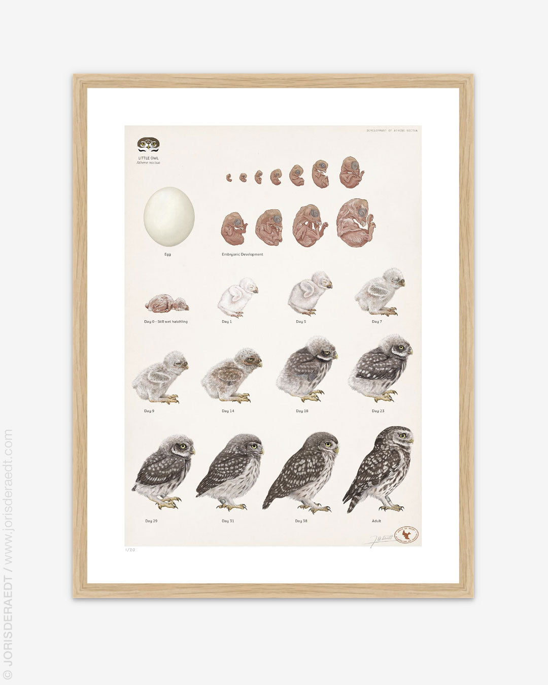 Little Owl development