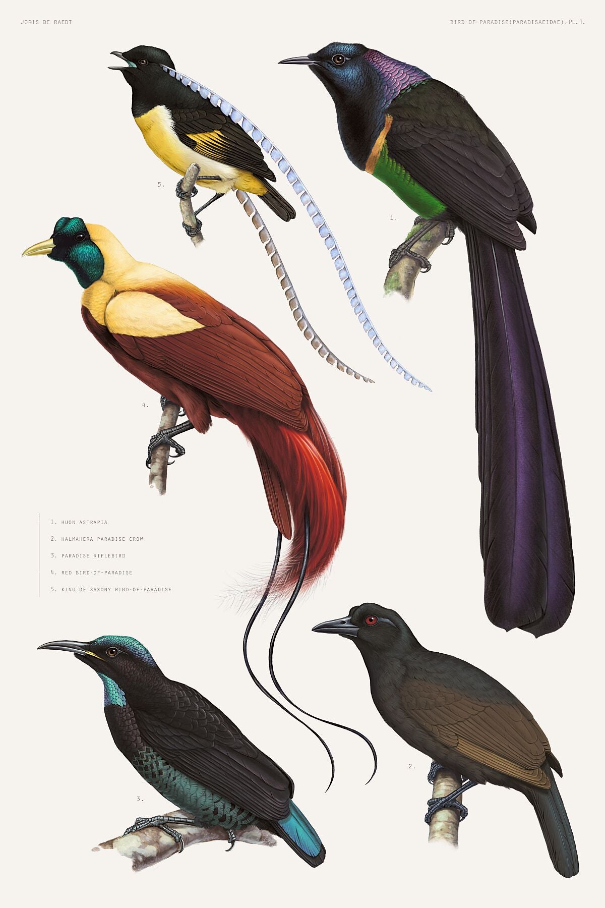 Birds Of Paradise – JorisDeRaedt