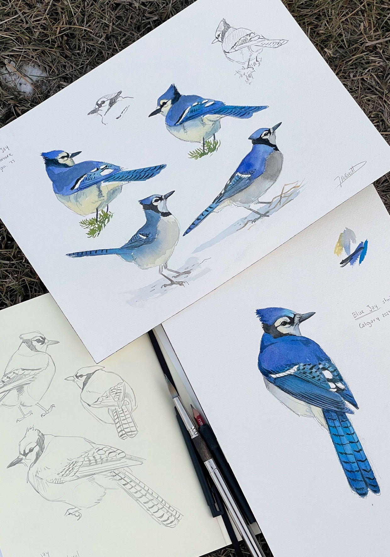 Blue Jay
