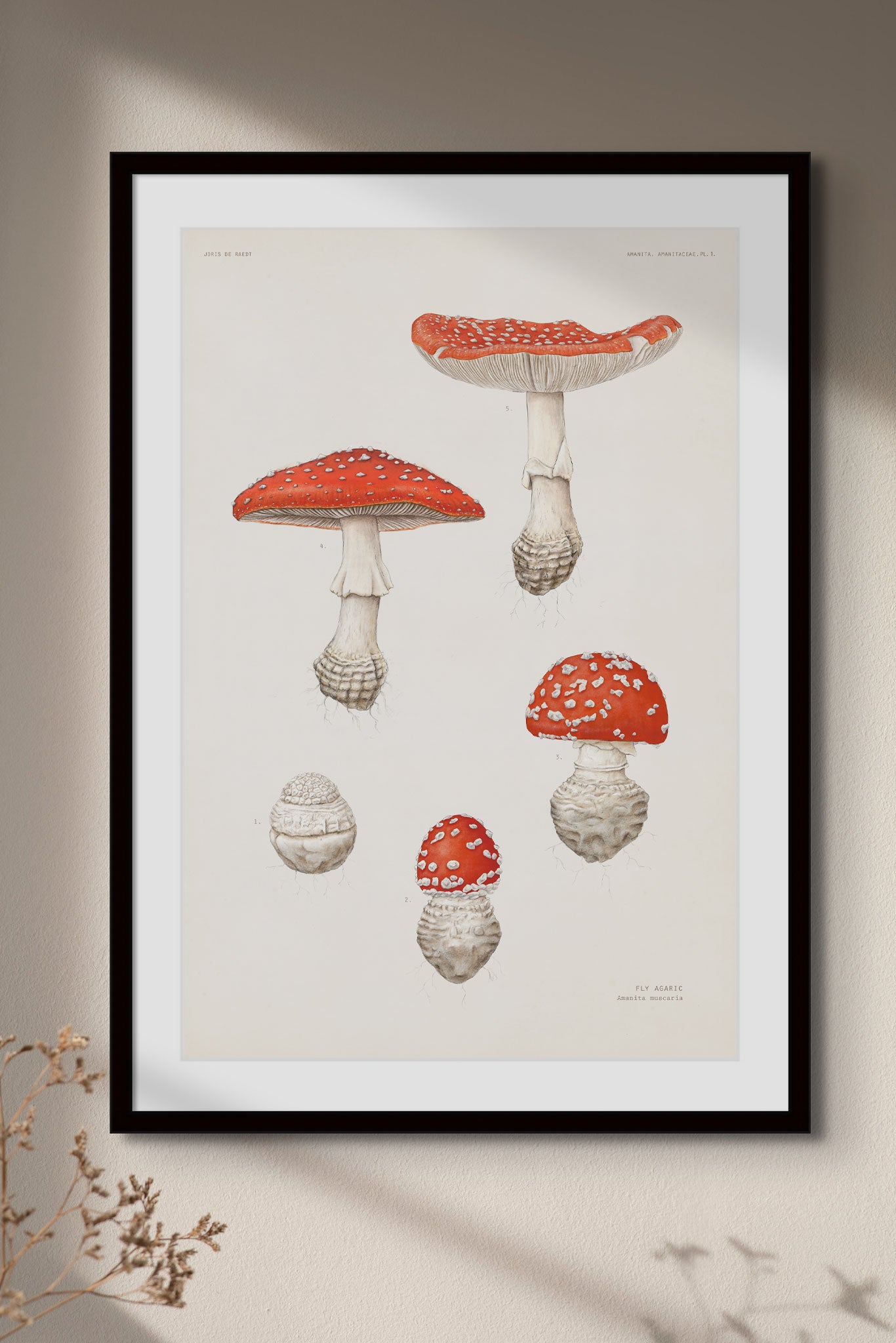 Amanita muscaria