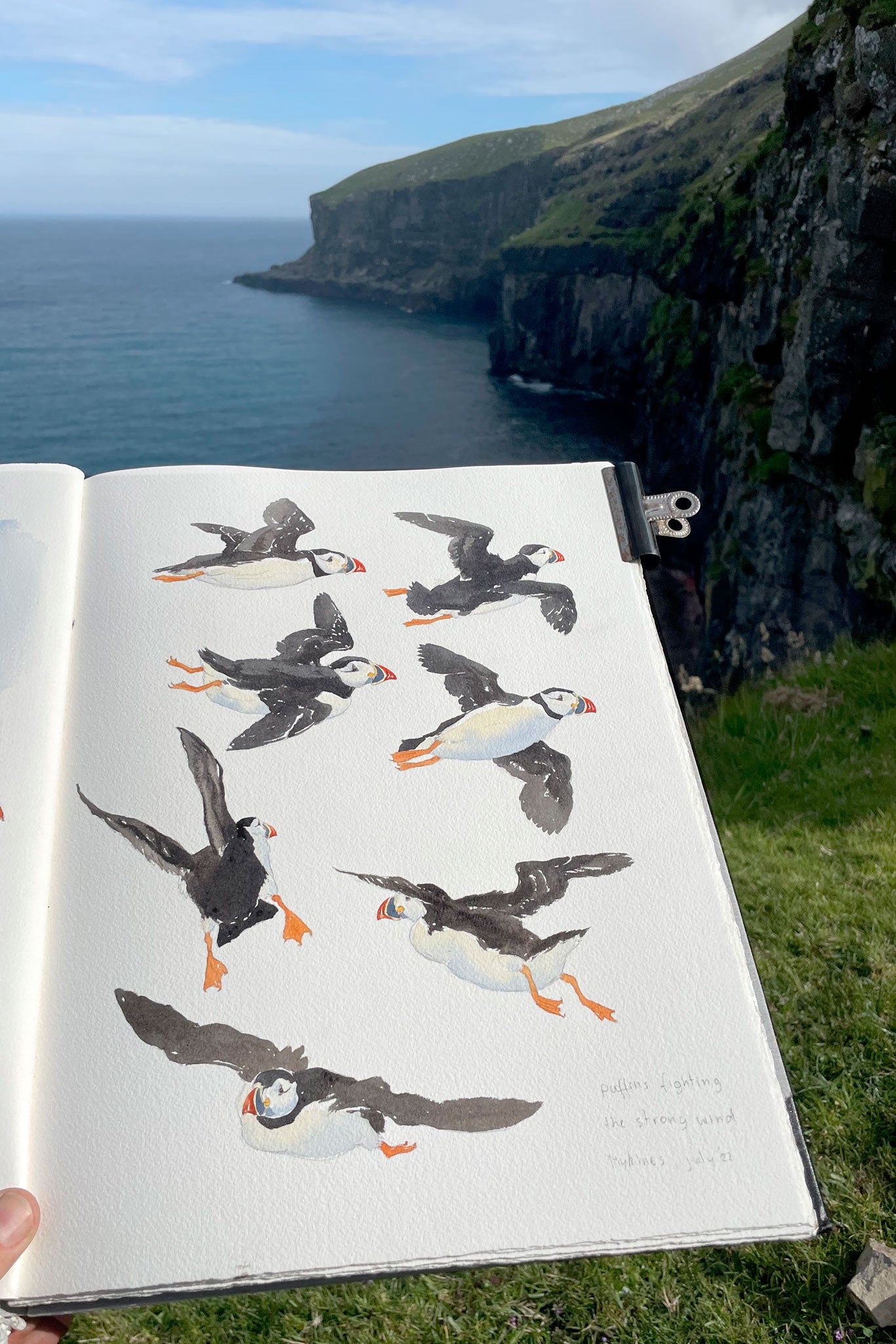 Atlantic puffins in flight
