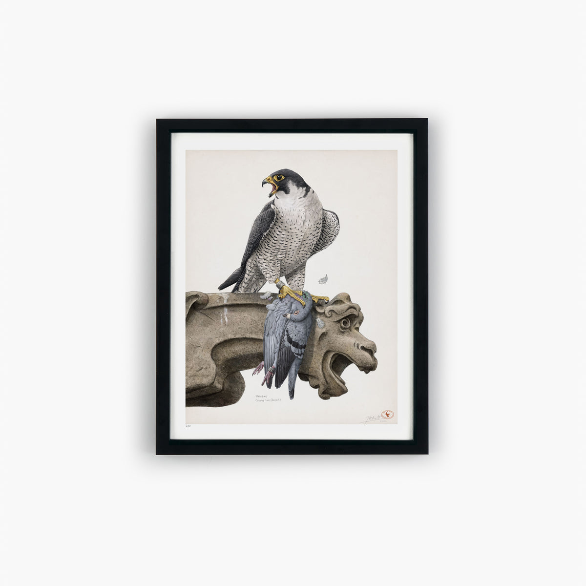 Peregine Falcon