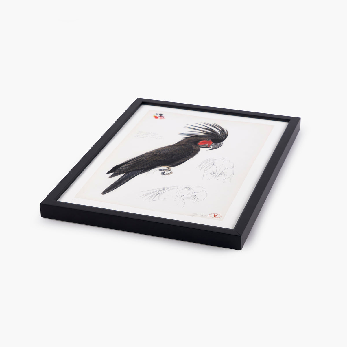 Palm Cockatoo
