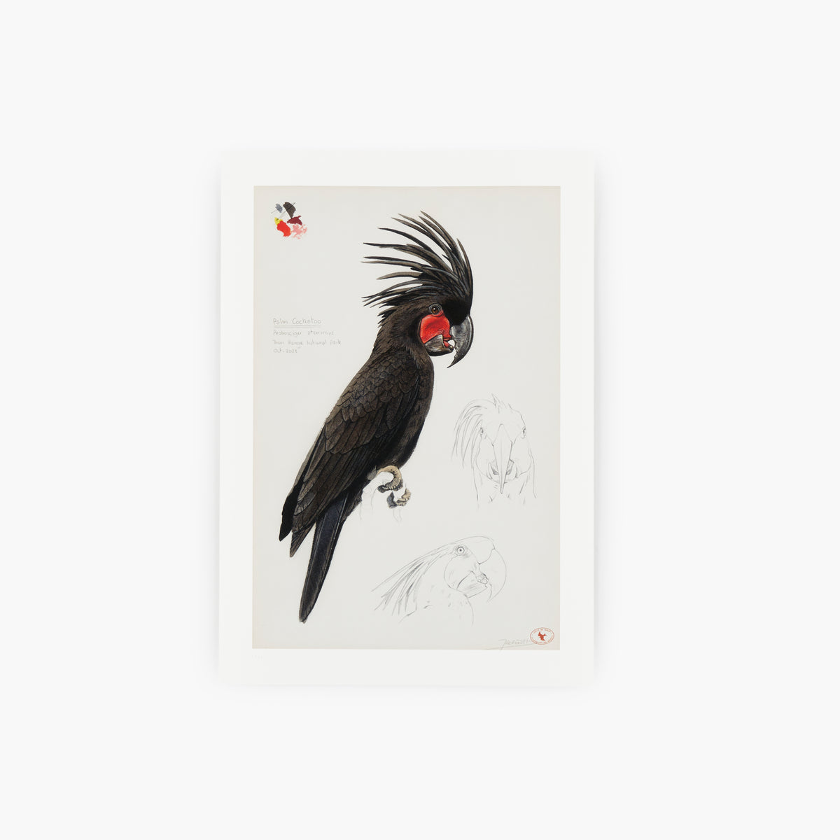 Palm Cockatoo