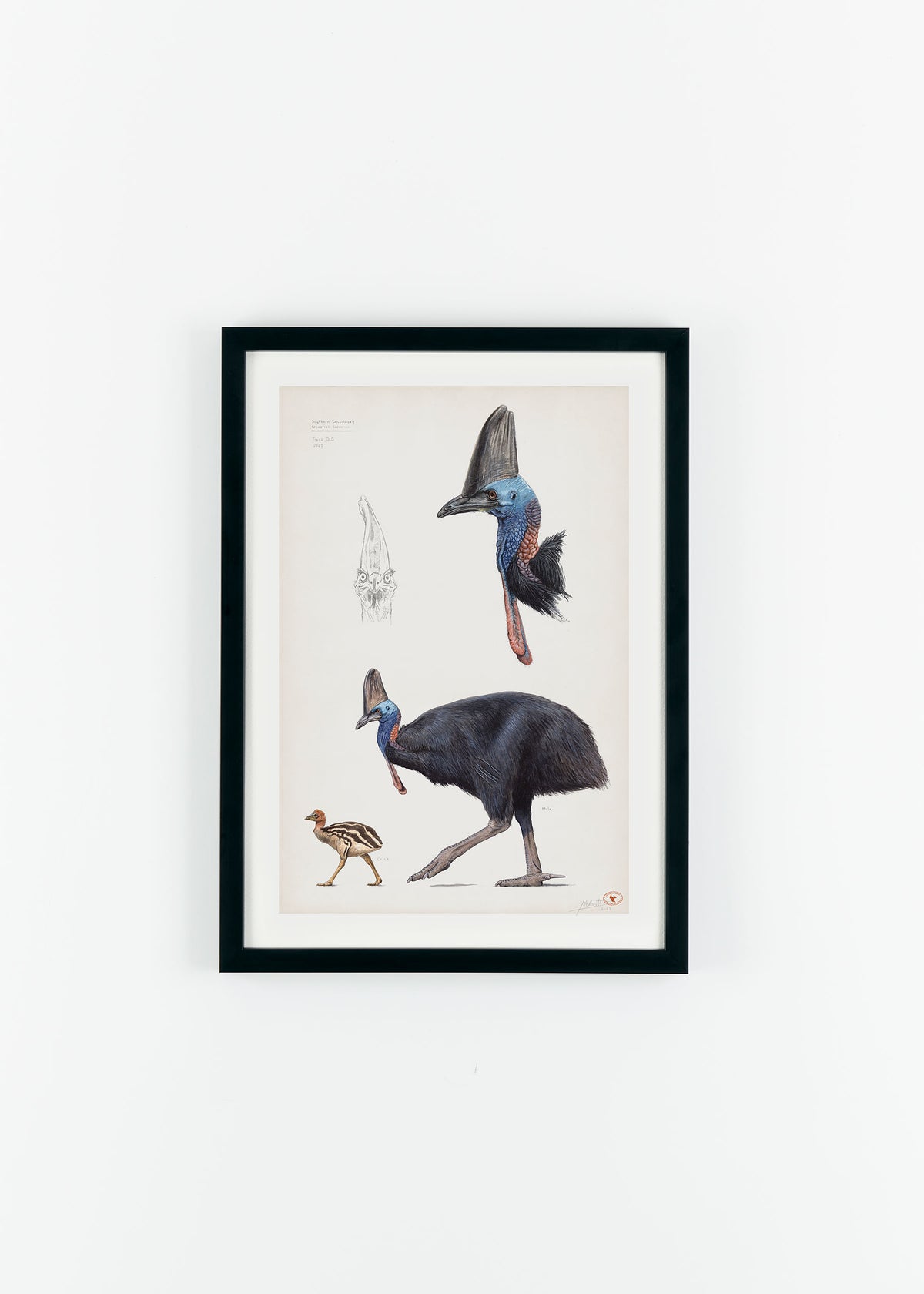 Southern Cassowary