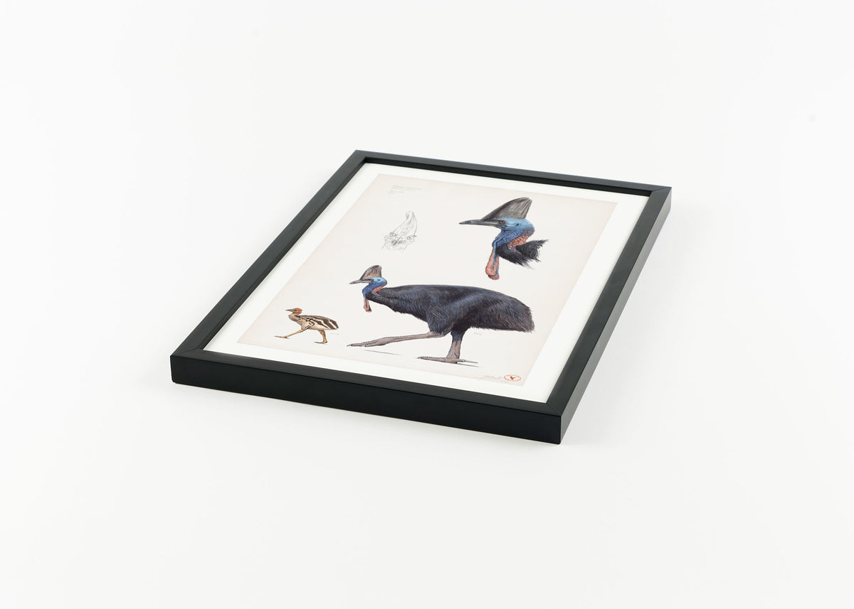 Southern Cassowary