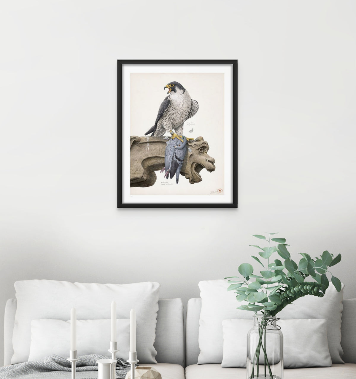 Peregine Falcon