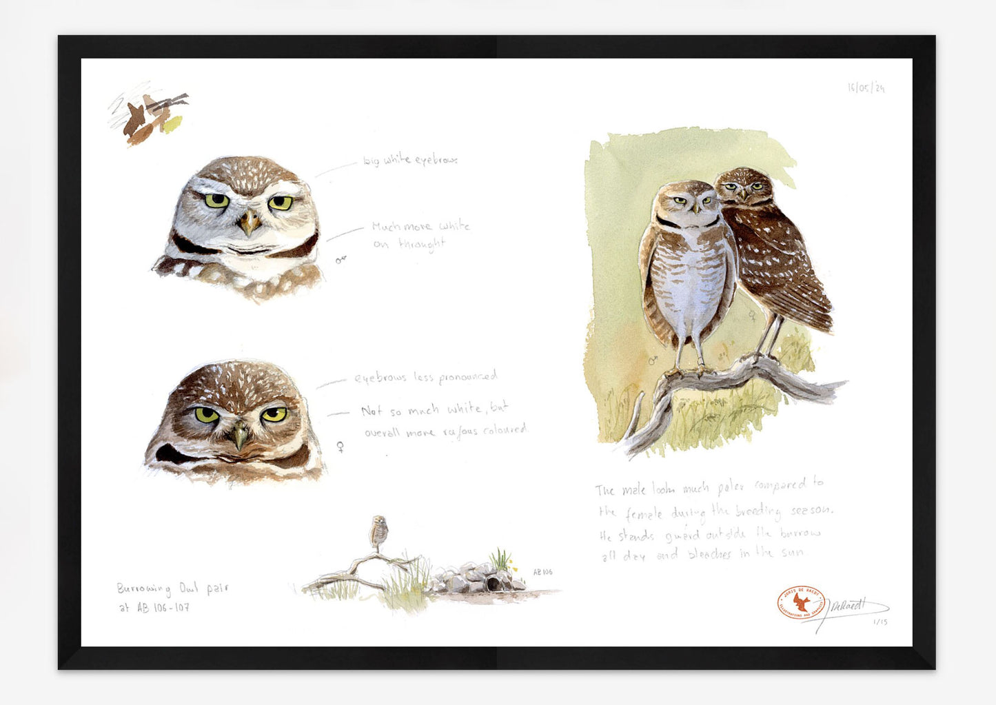 Burrowing Owl field studies