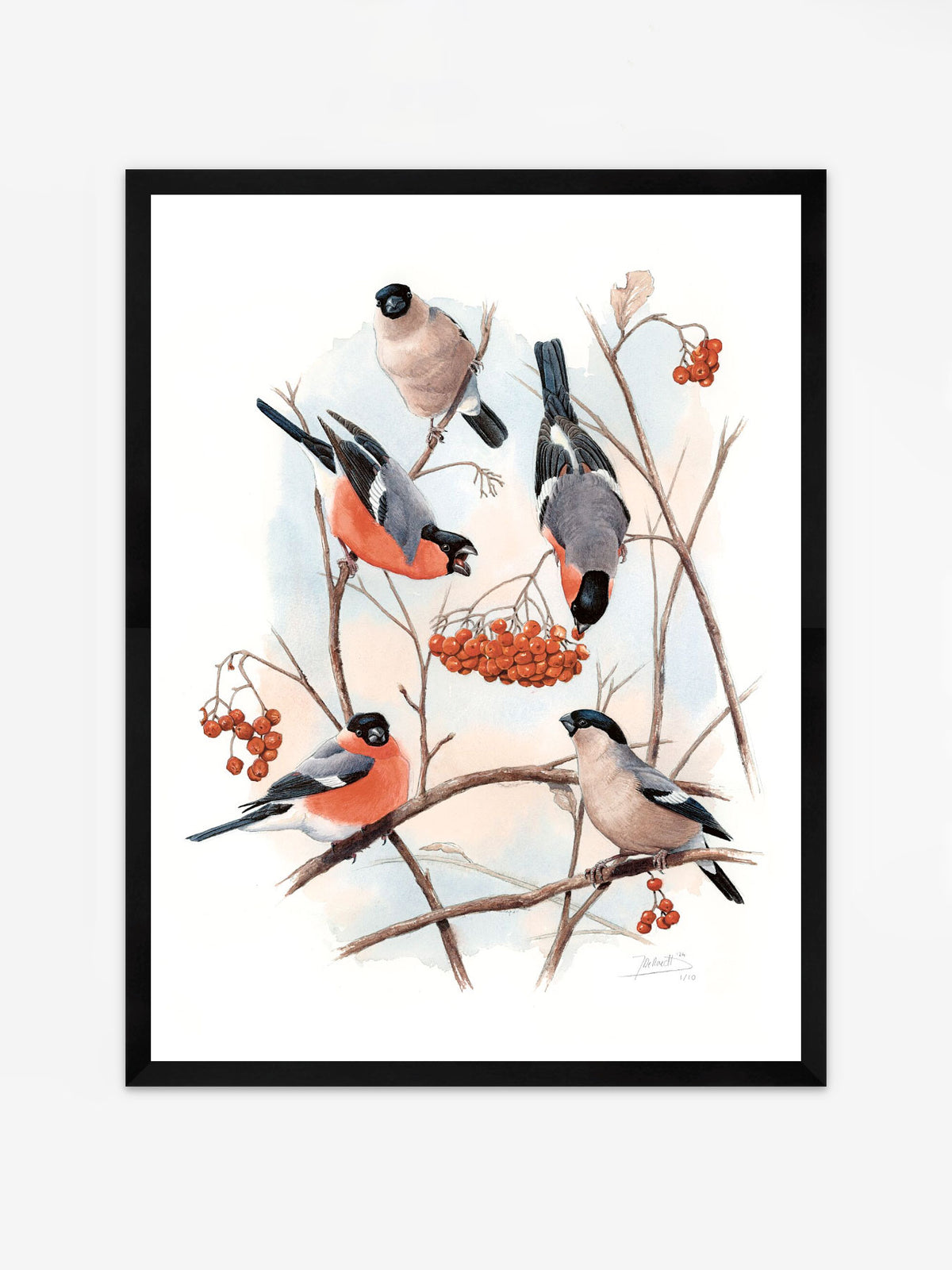 Eurasian Bullfinch