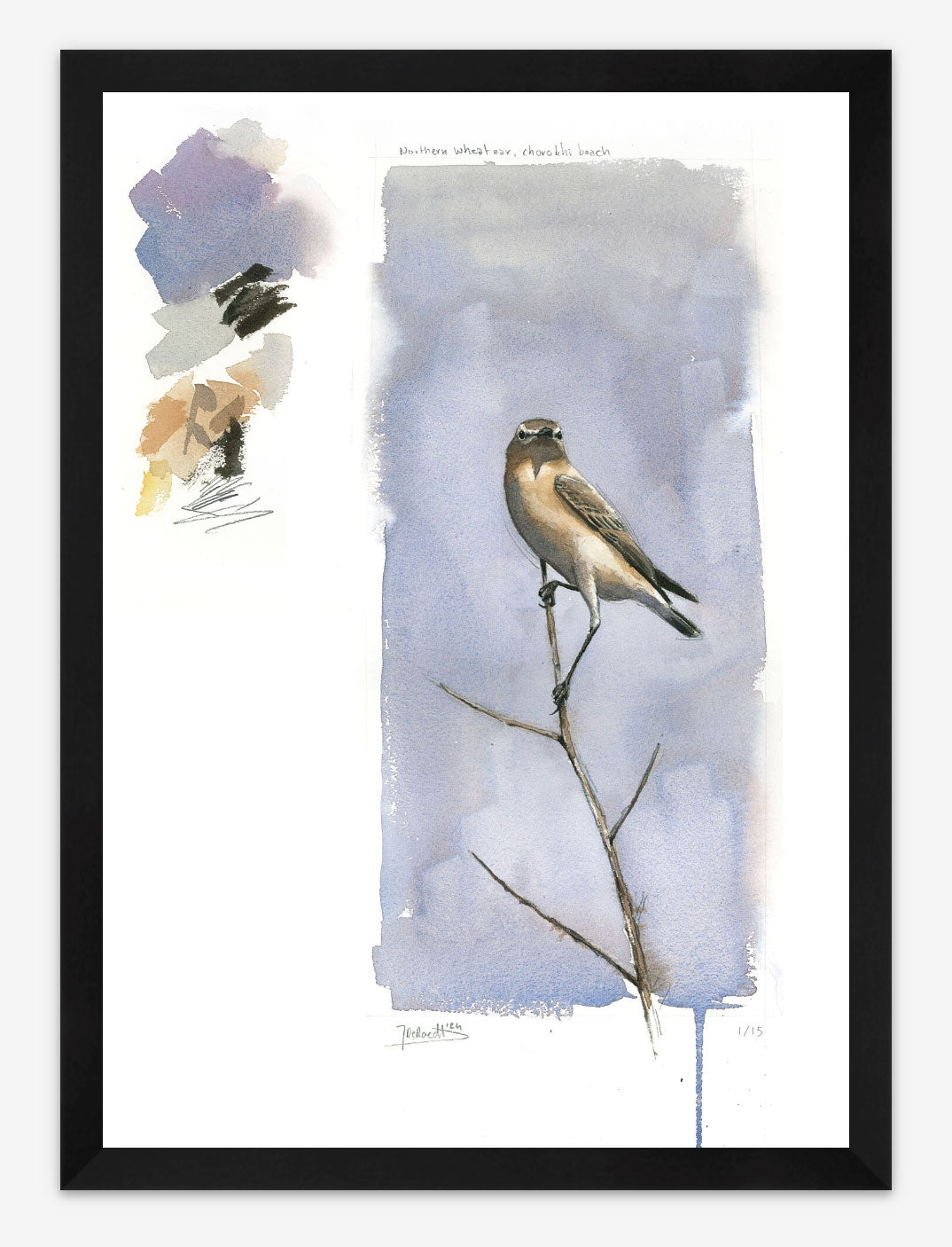 Northern Wheatear