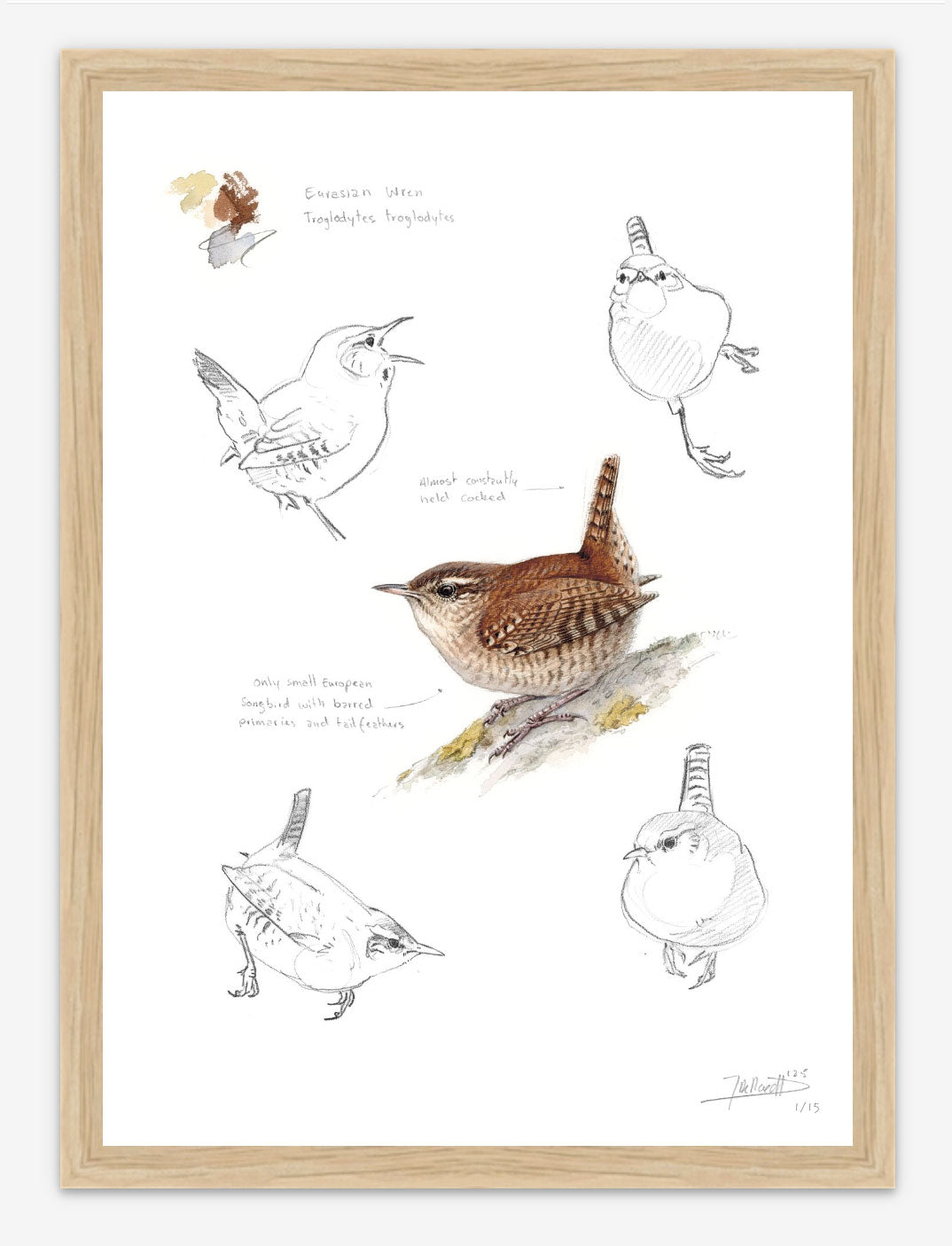 Eurasian Wren