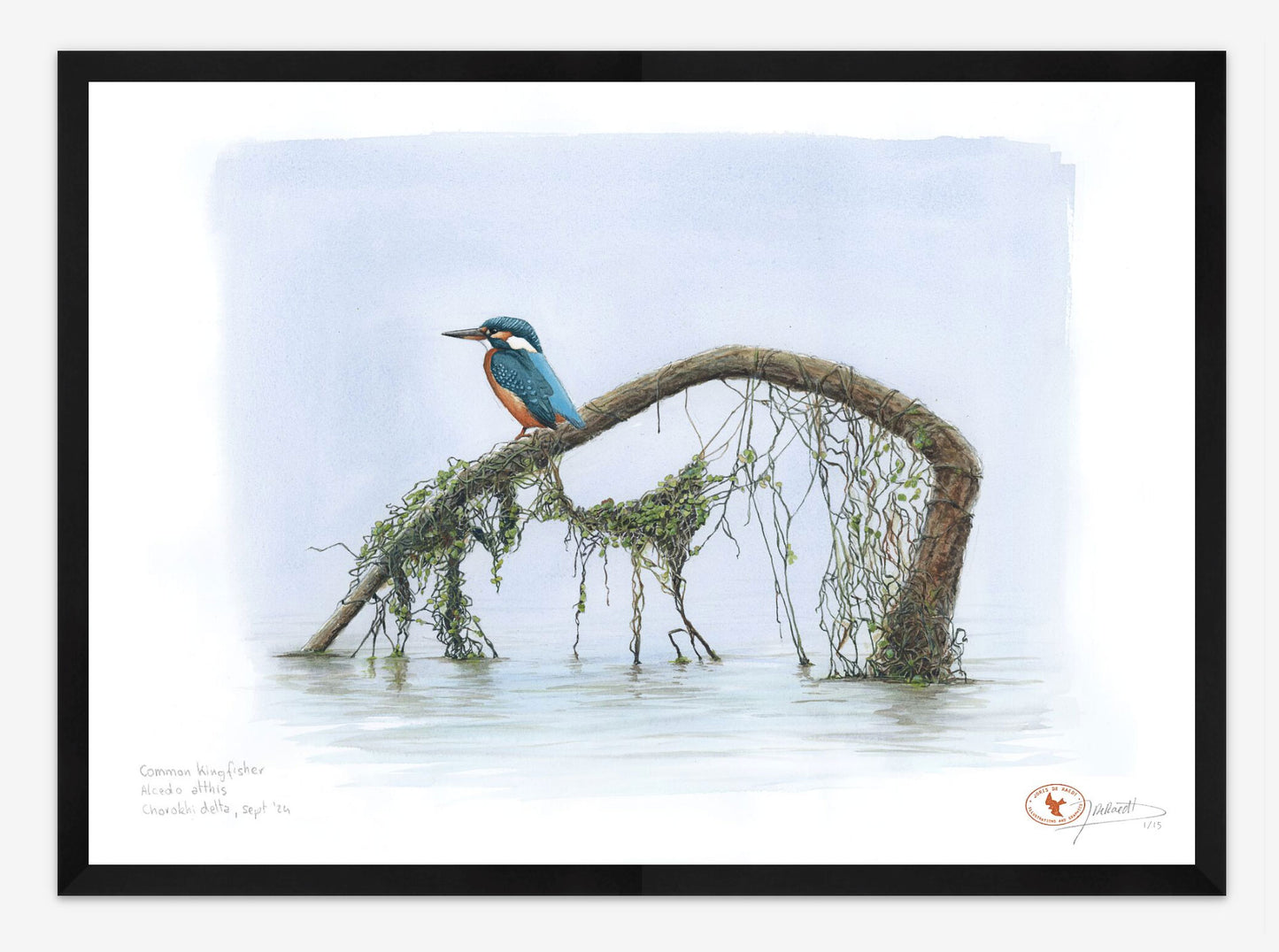 Common Kingfisher