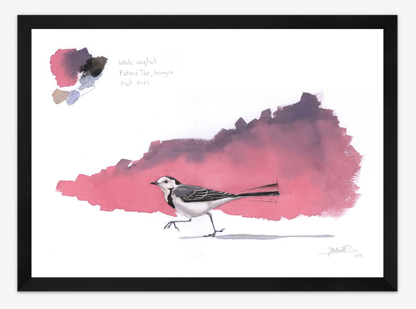 White Wagtail