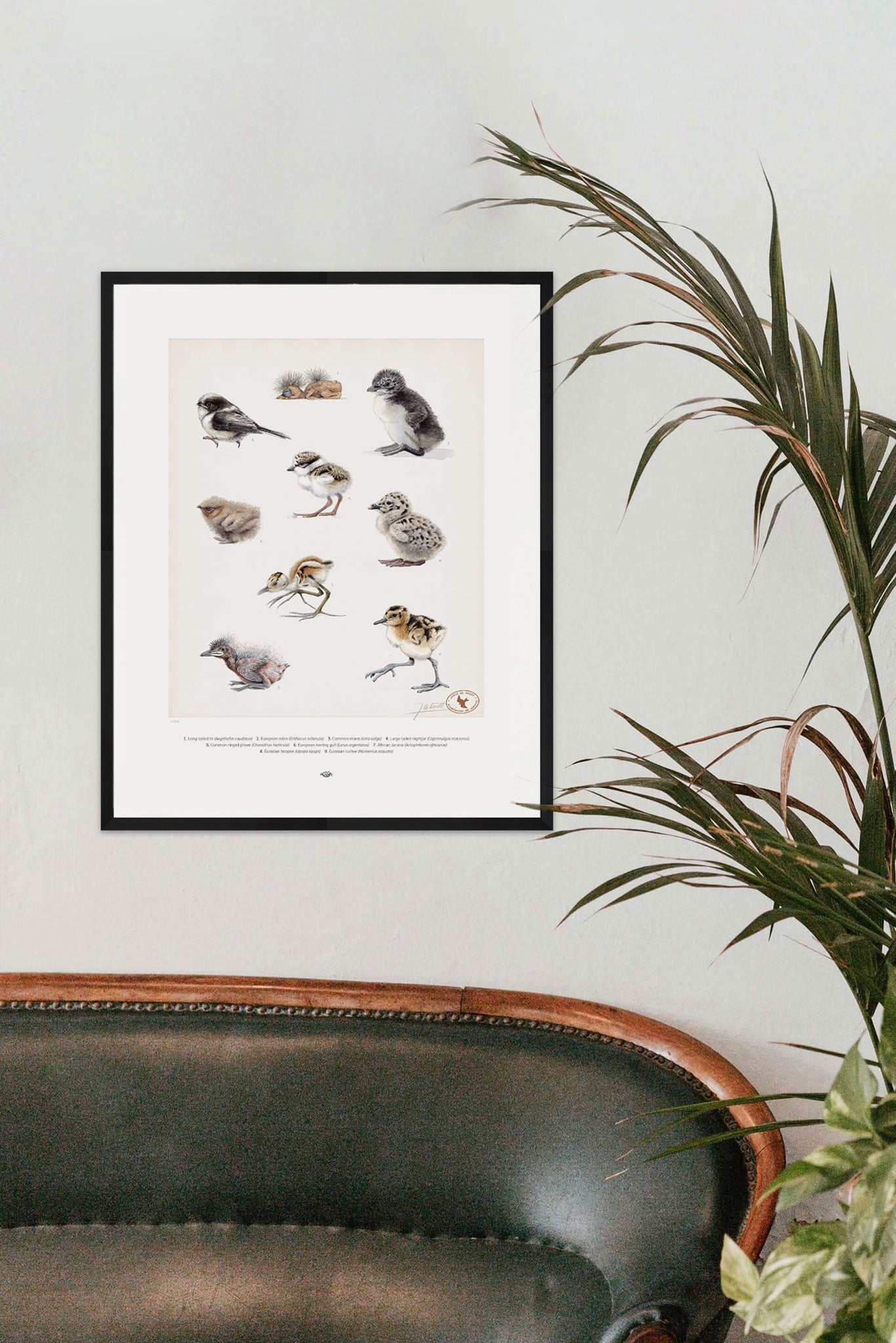 Gallery of Chicks