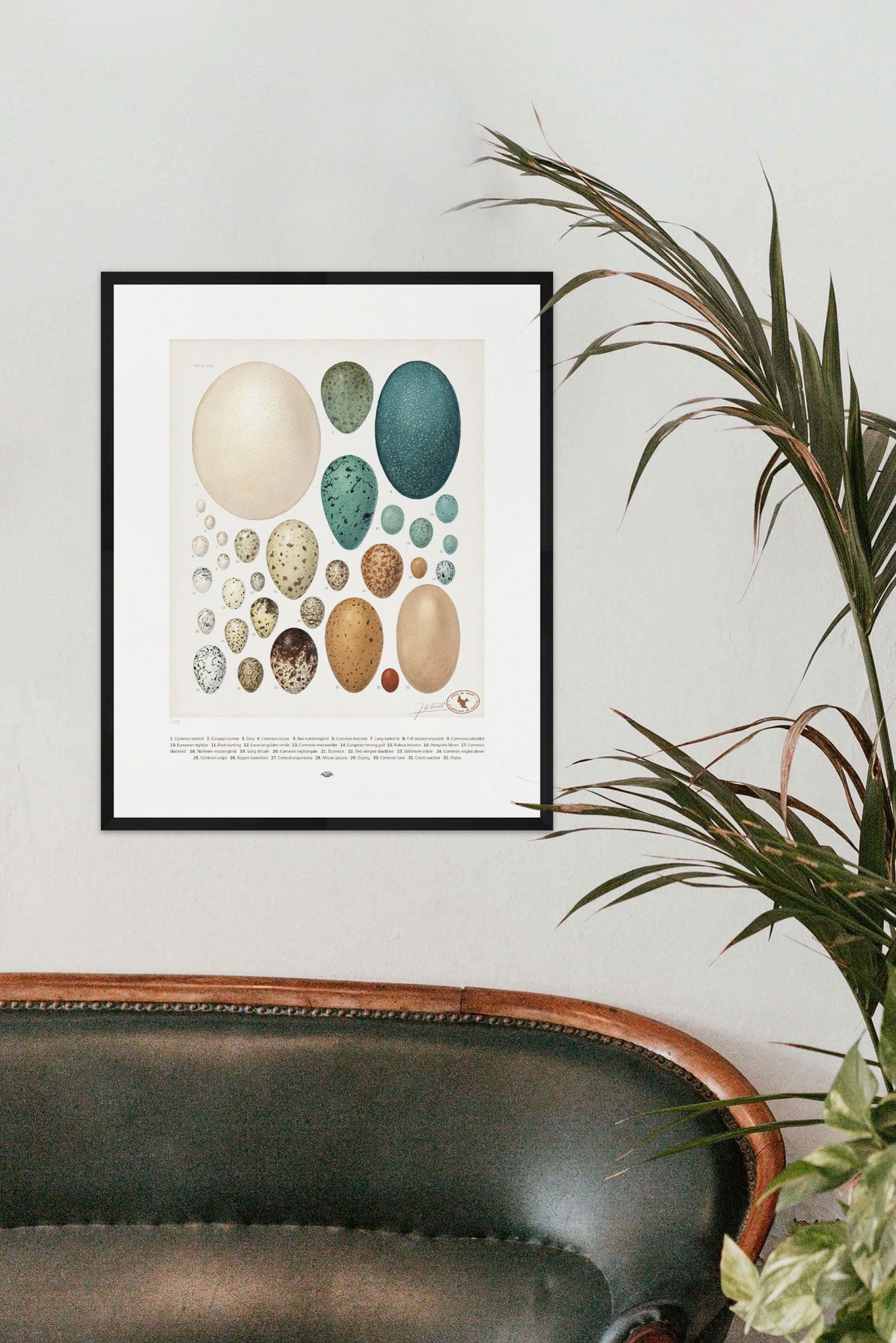Gallery of Eggs