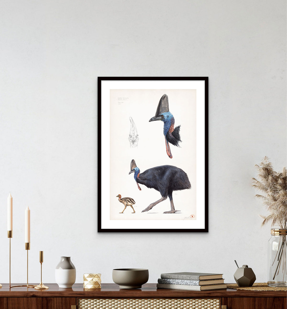 Southern Cassowary