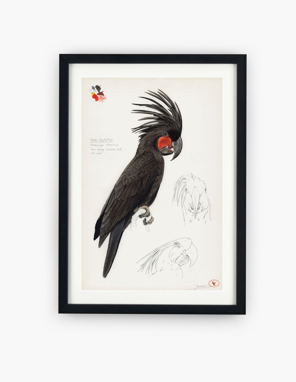 Palm Cockatoo