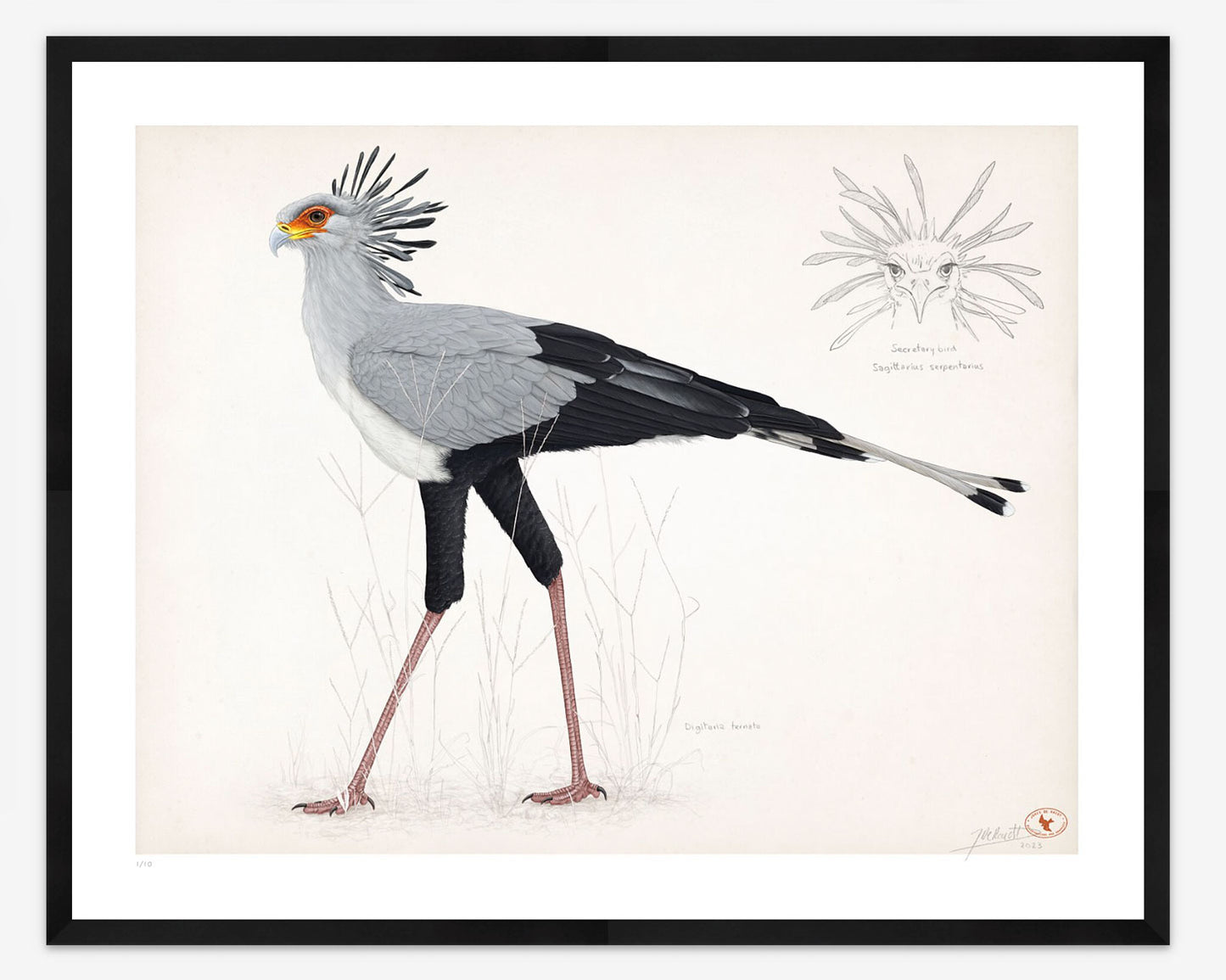 Secretarybird