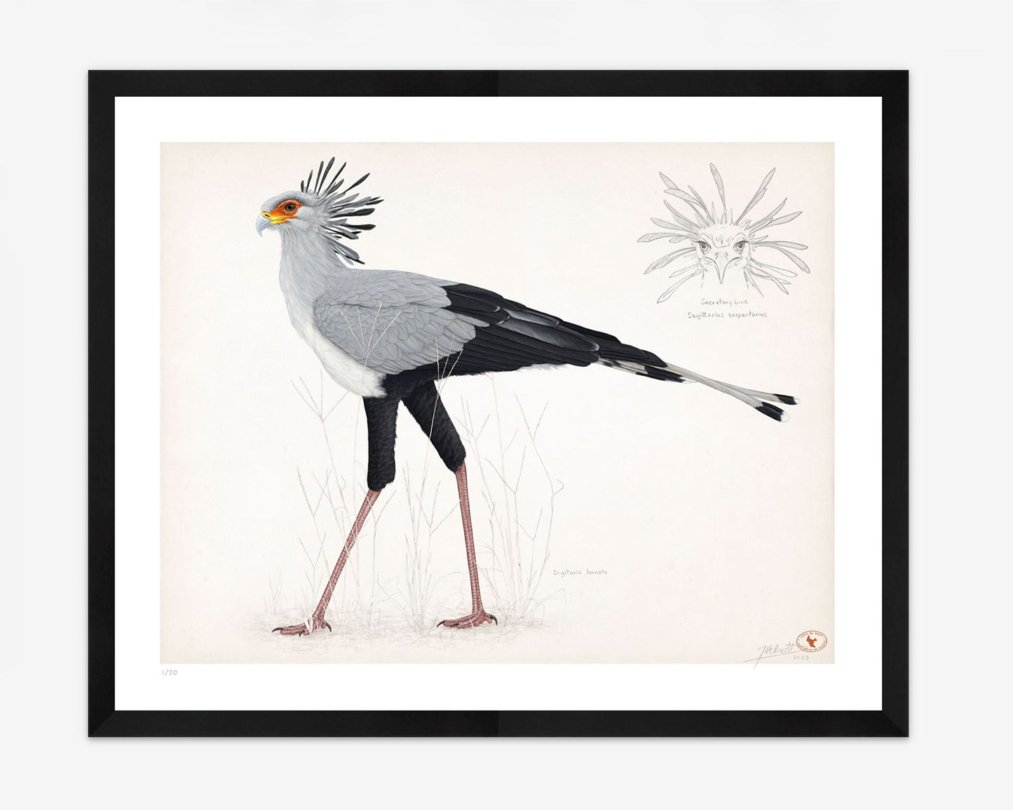 Secretarybird