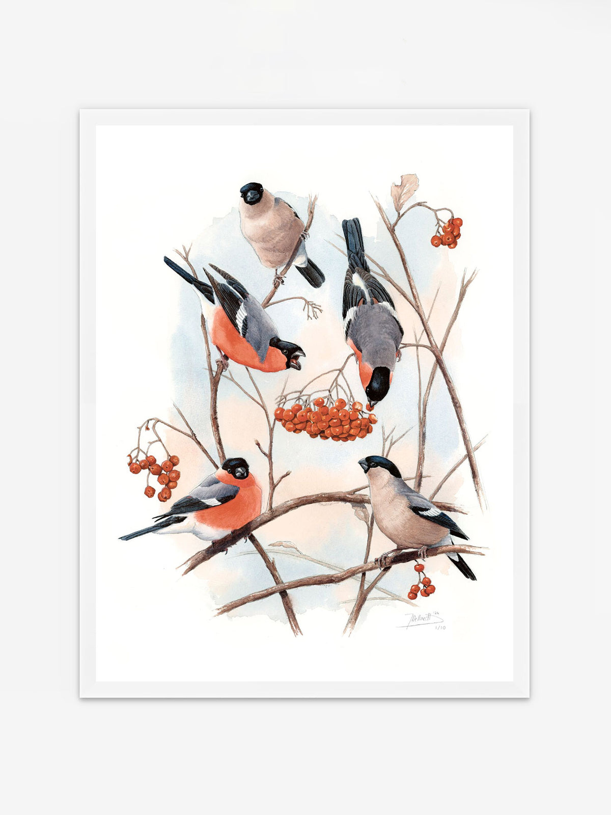 Eurasian Bullfinch