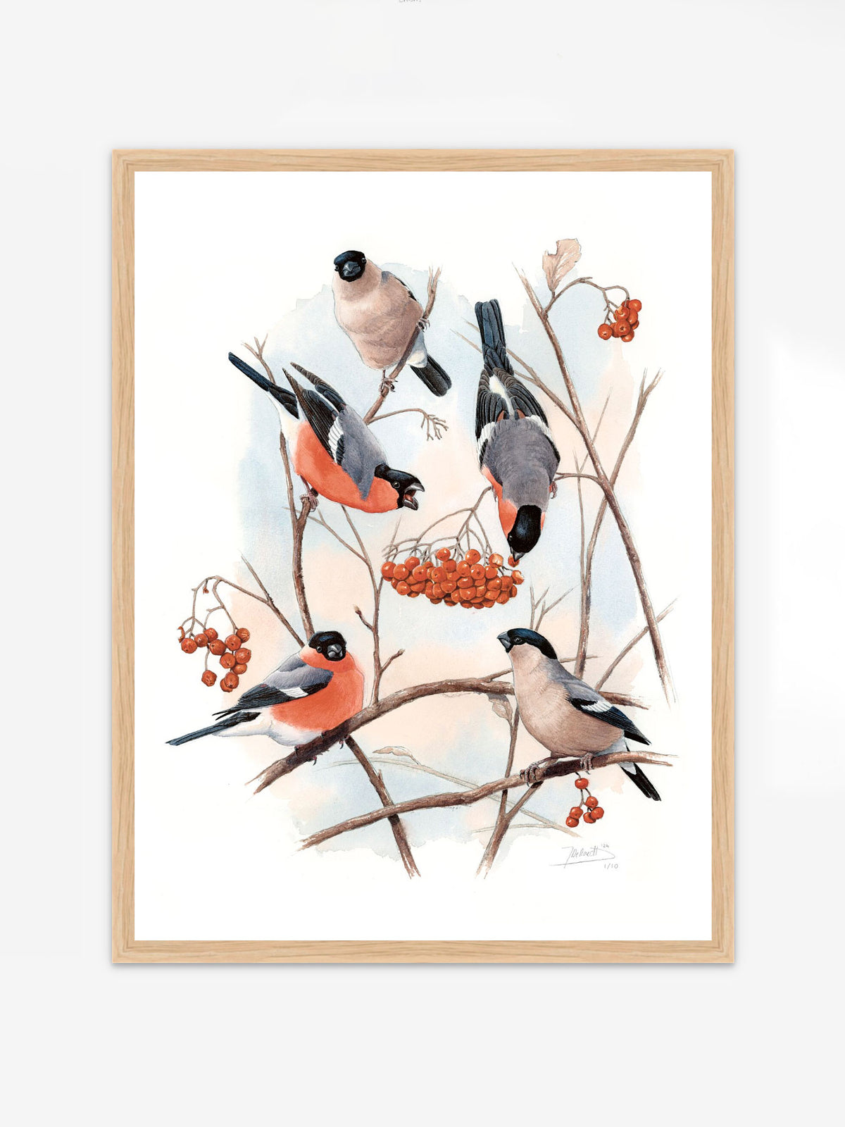 Eurasian Bullfinch