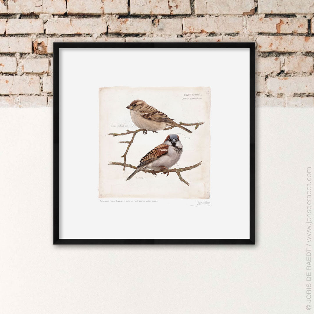 House Sparrow