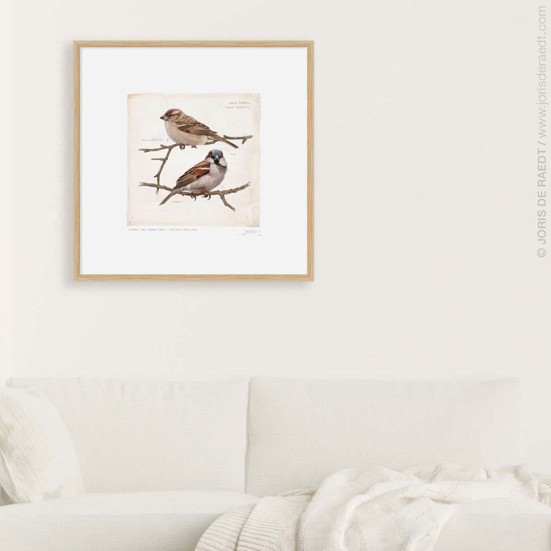 House Sparrow