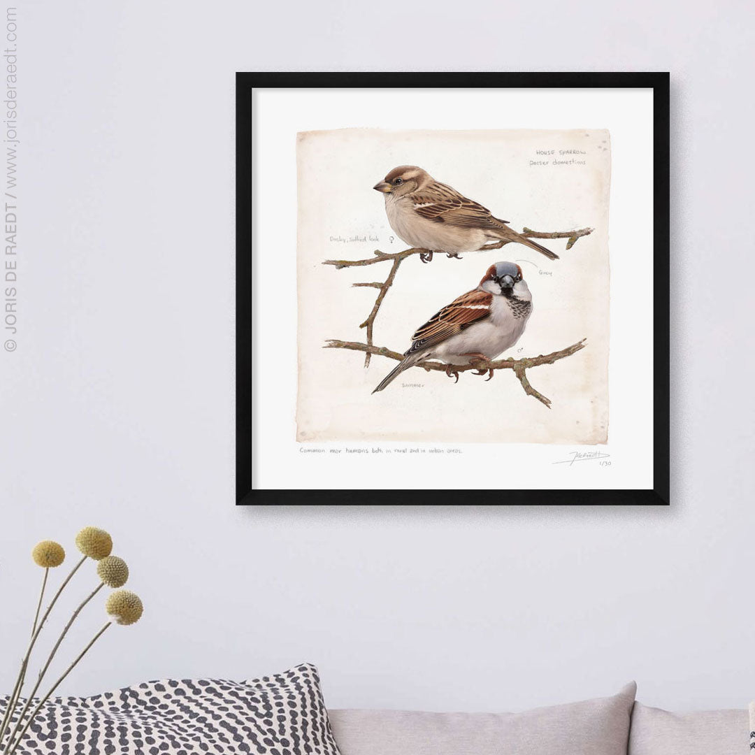 House Sparrow