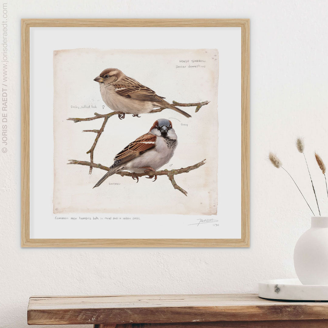 House Sparrow