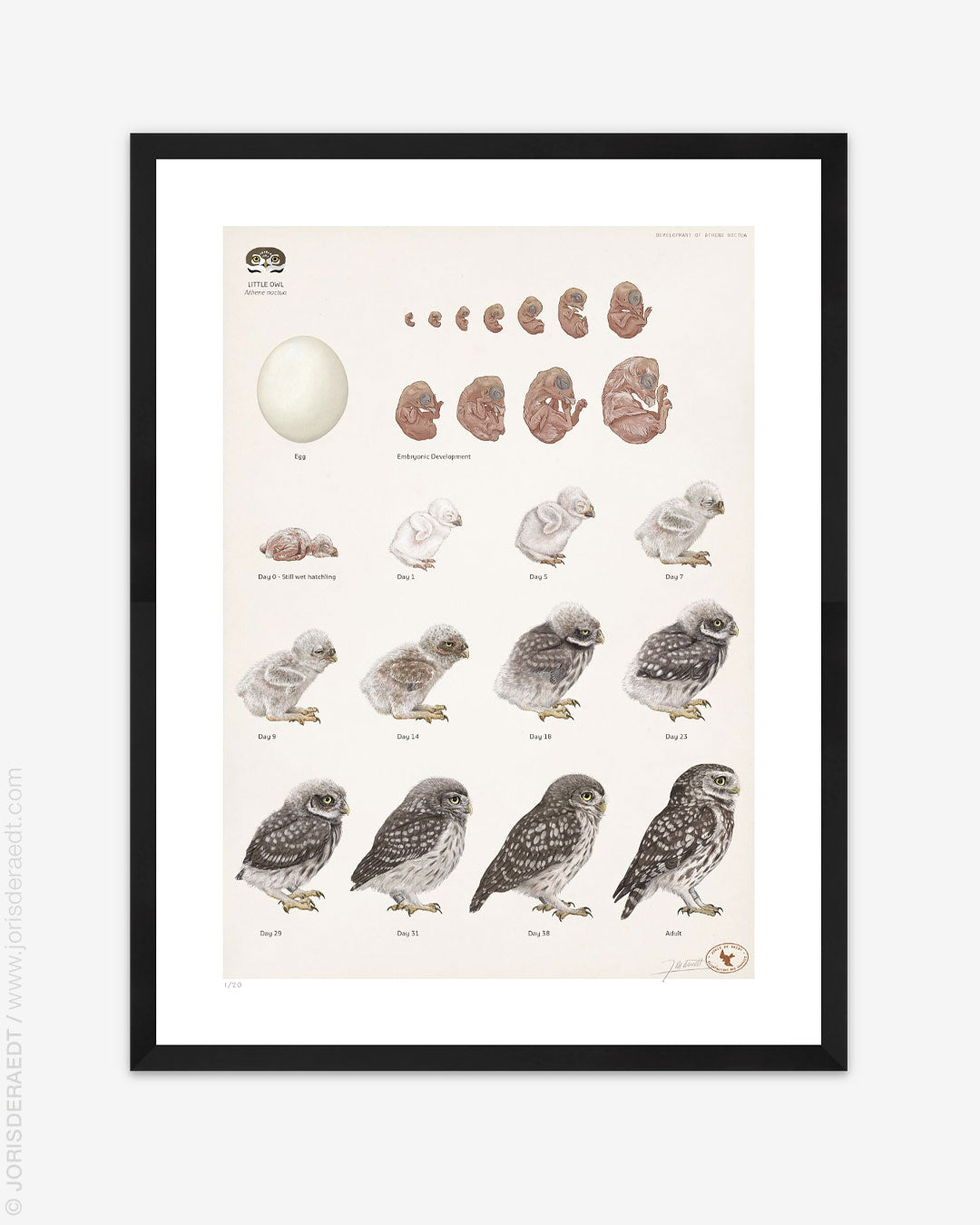 Little Owl development