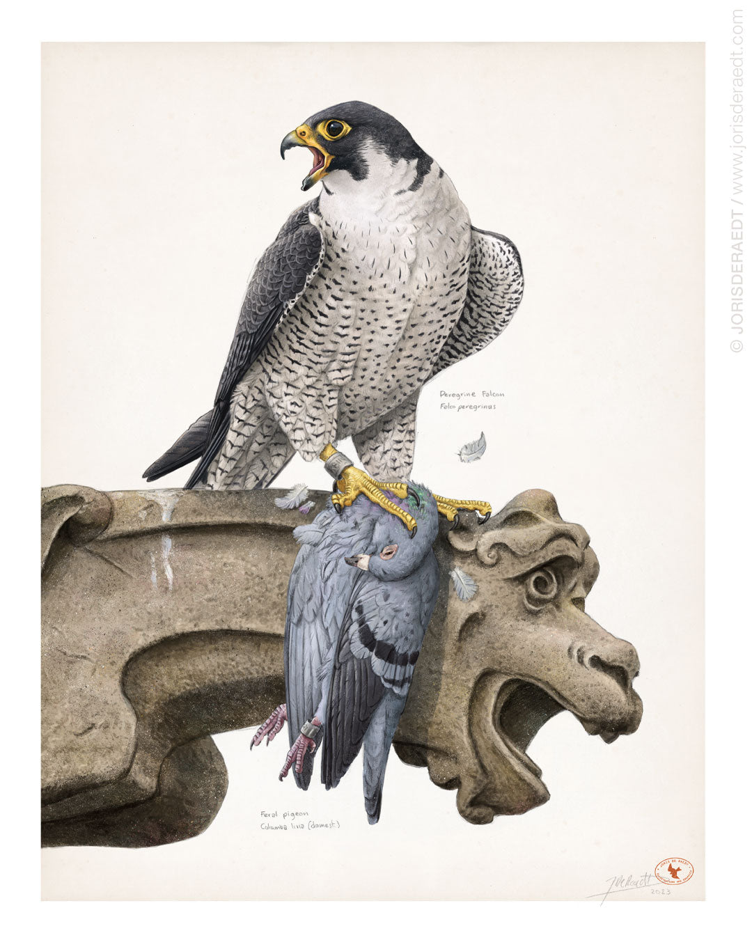 Peregine Falcon