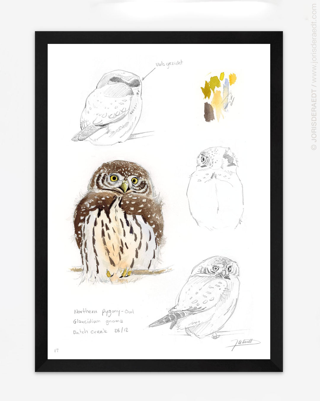 Pygmy Owl