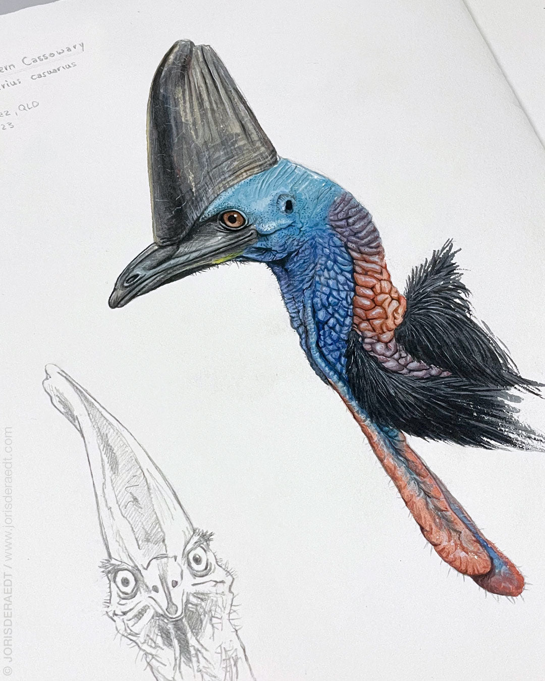 Southern Cassowary