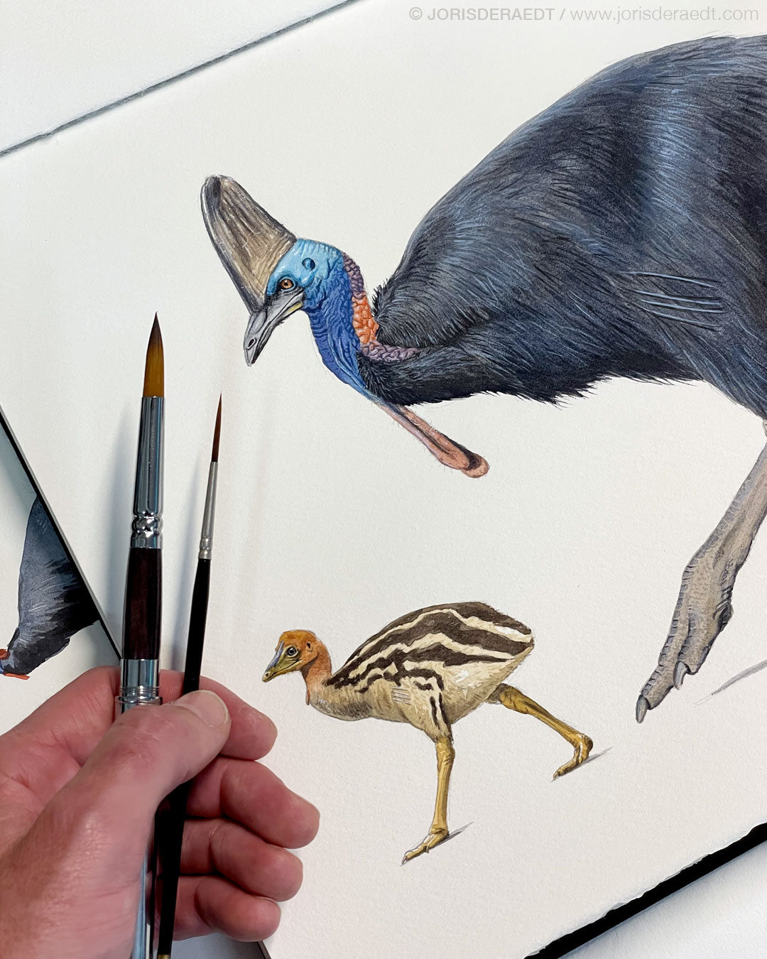 Southern Cassowary