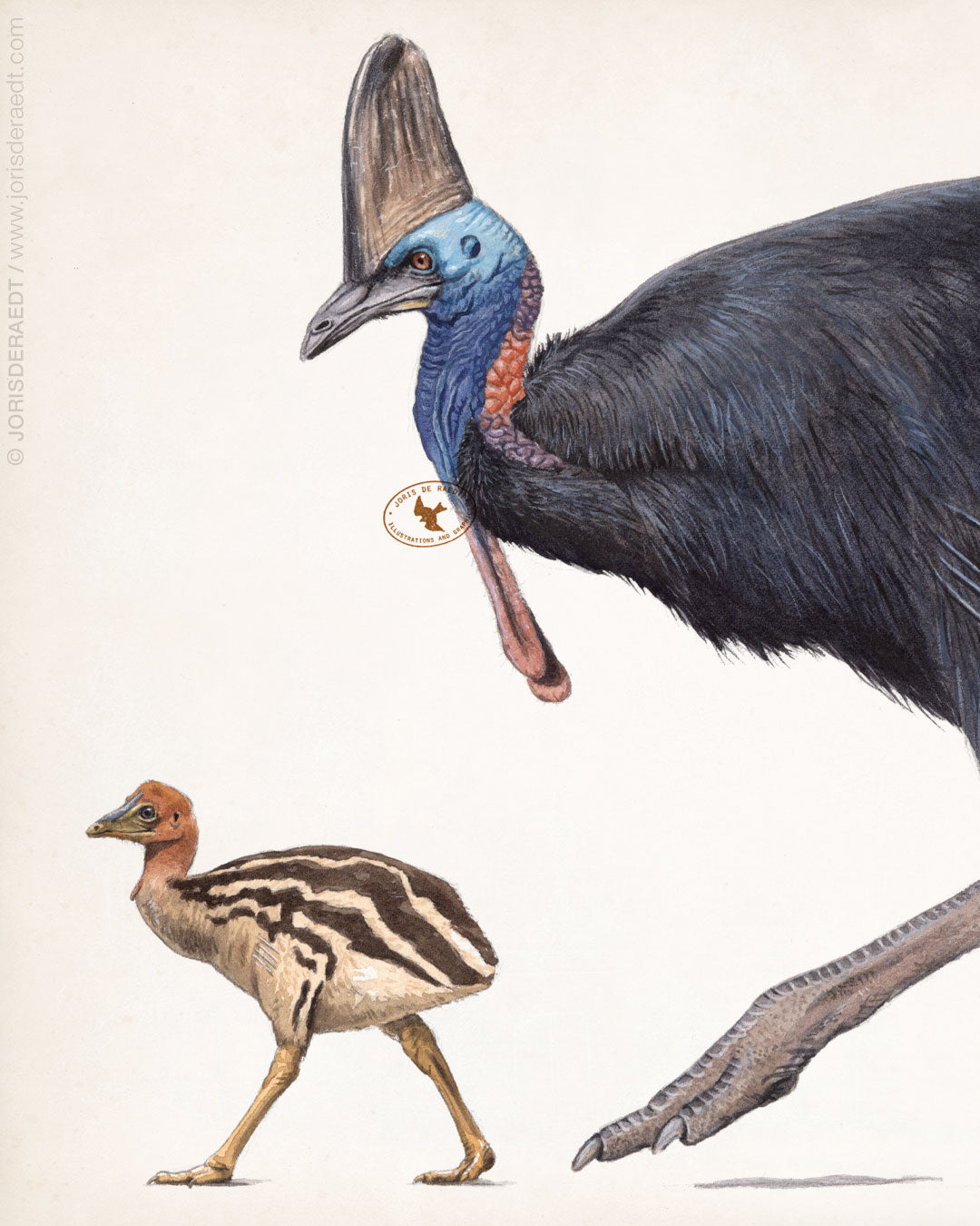 Southern Cassowary