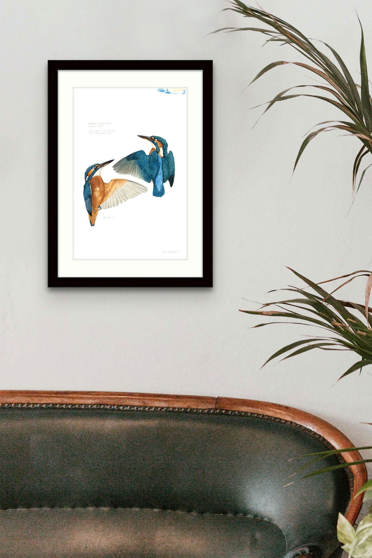 Common kingfisher