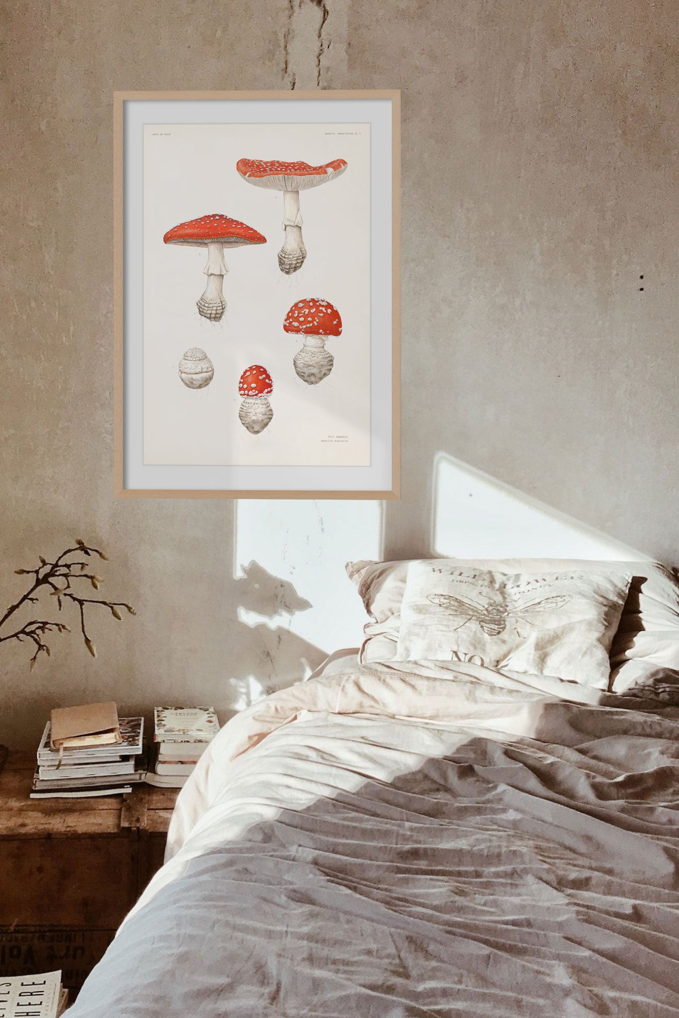 Amanita muscaria