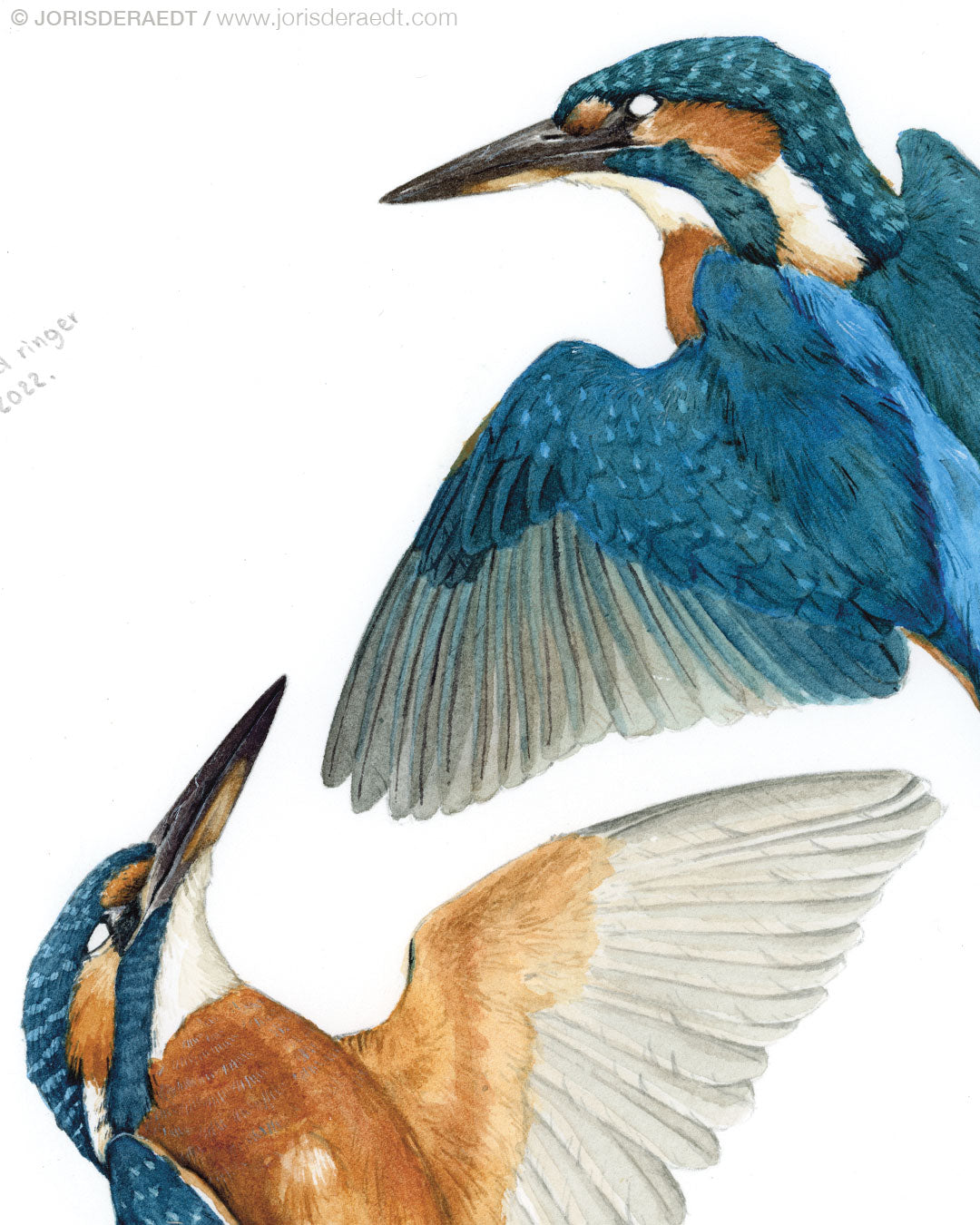 Common kingfisher