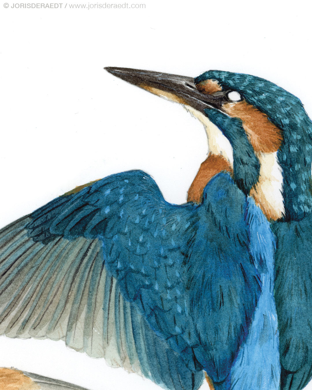 Common kingfisher