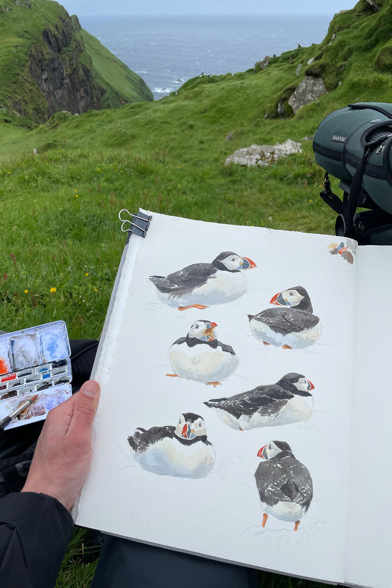 Atlantic puffin